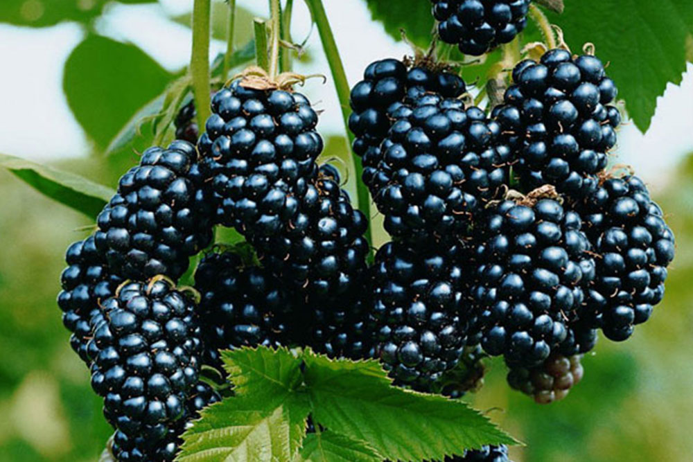 Nova akontativna cijena KUPINA 3,50 KM